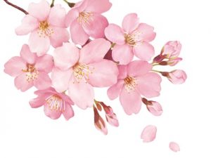 Sakura Flower Illust Real じゃぱねすくライフ