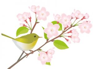 桜　うぐいす　イラスト　無料　フリー