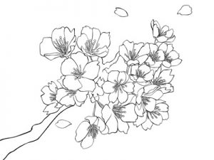 Japan Image 手書き 桜 イラスト 白黒 おしゃれ