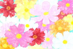 すべての花の画像 50 おしゃれ コスモス 壁紙