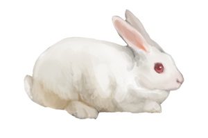 うさぎ イラスト リアル 最高の壁紙